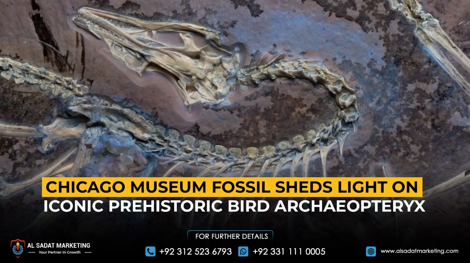 Chicago Museum Fossil Sheds Light on Iconic Prehistoric Bird Archaeopteryx