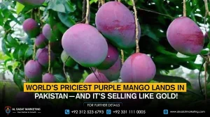 World’s Priciest Purple Mango Lands in Pakistan—And It’s Selling Like Gold!