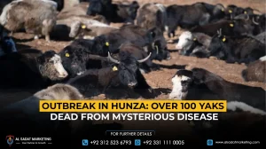 Outbreak in Hunza: Over 100 Yaks Dead from Mysterious Disease
