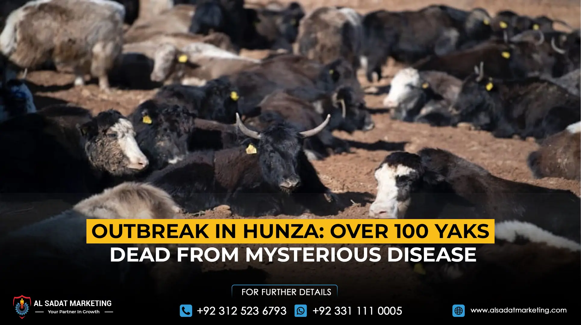 Outbreak in Hunza: Over 100 Yaks Dead from Mysterious Disease