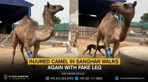 The injured camel in Sanghar walks again with a fake leg