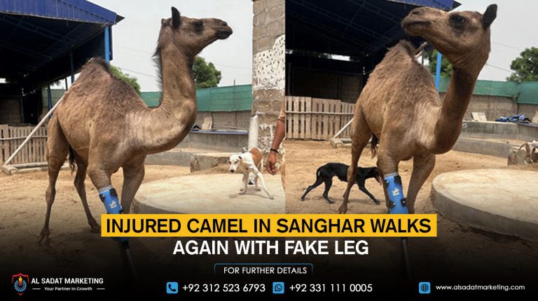 The injured camel in Sanghar walks again with a fake leg
