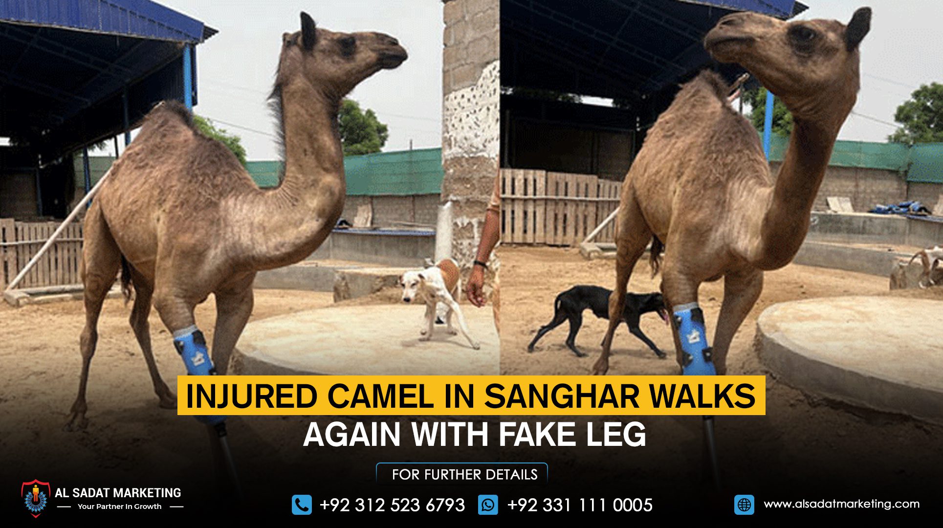The injured camel in Sanghar walks again with a fake leg