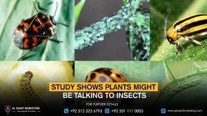 Study shows plants might be talking to insects