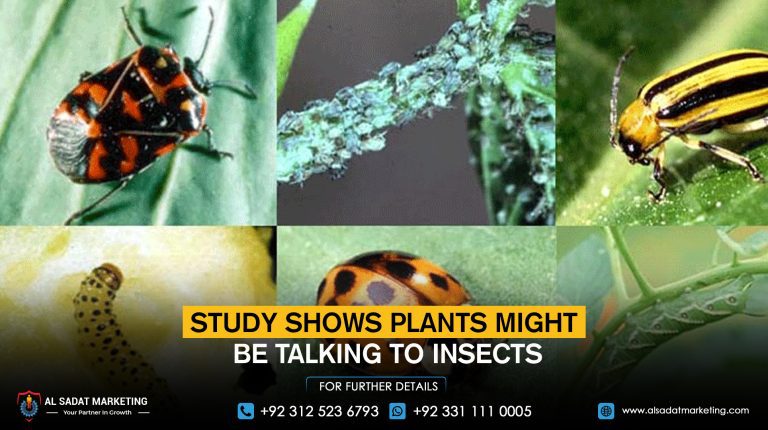 Study shows plants might be talking to insects