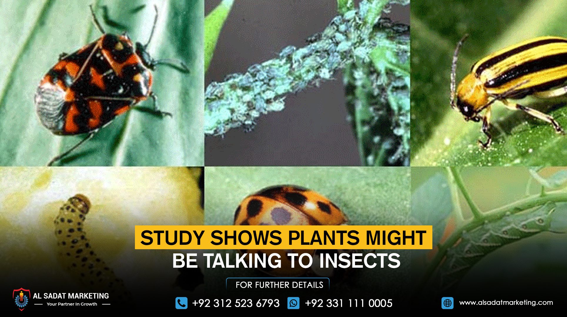 Study shows plants might be talking to insects