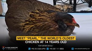 Meet “Pearl,” the world’s oldest chicken at 14 years old