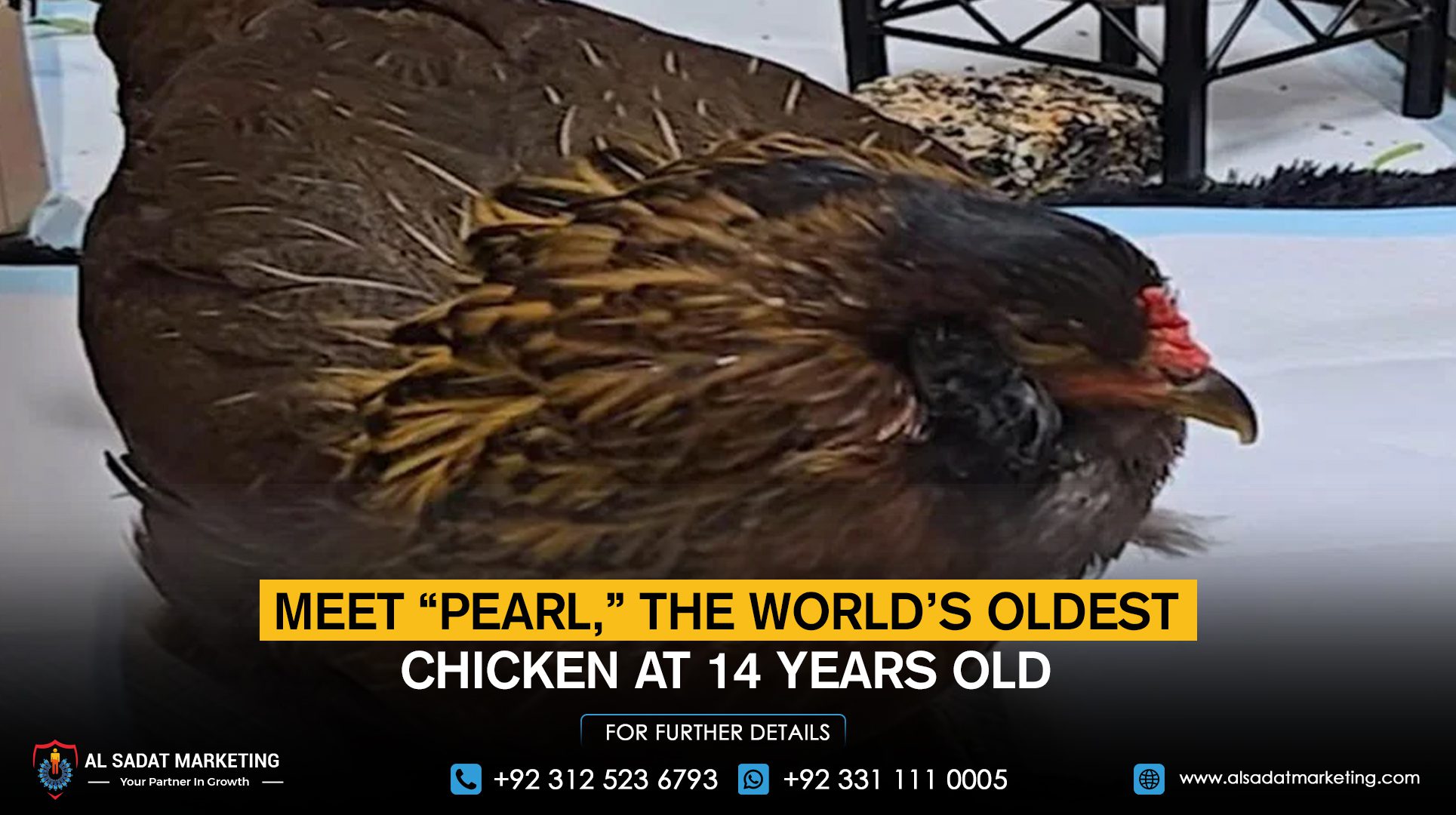 Meet “Pearl,” the world’s oldest chicken at 14 years old