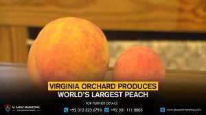 Virginia orchard produces the world’s largest peach