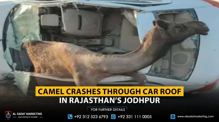 Camel Crashes Through Car Roof in Rajasthan’s Jodhpur