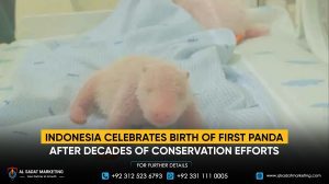 Indonesia celebrates the birth of its first panda after decades of conservation efforts