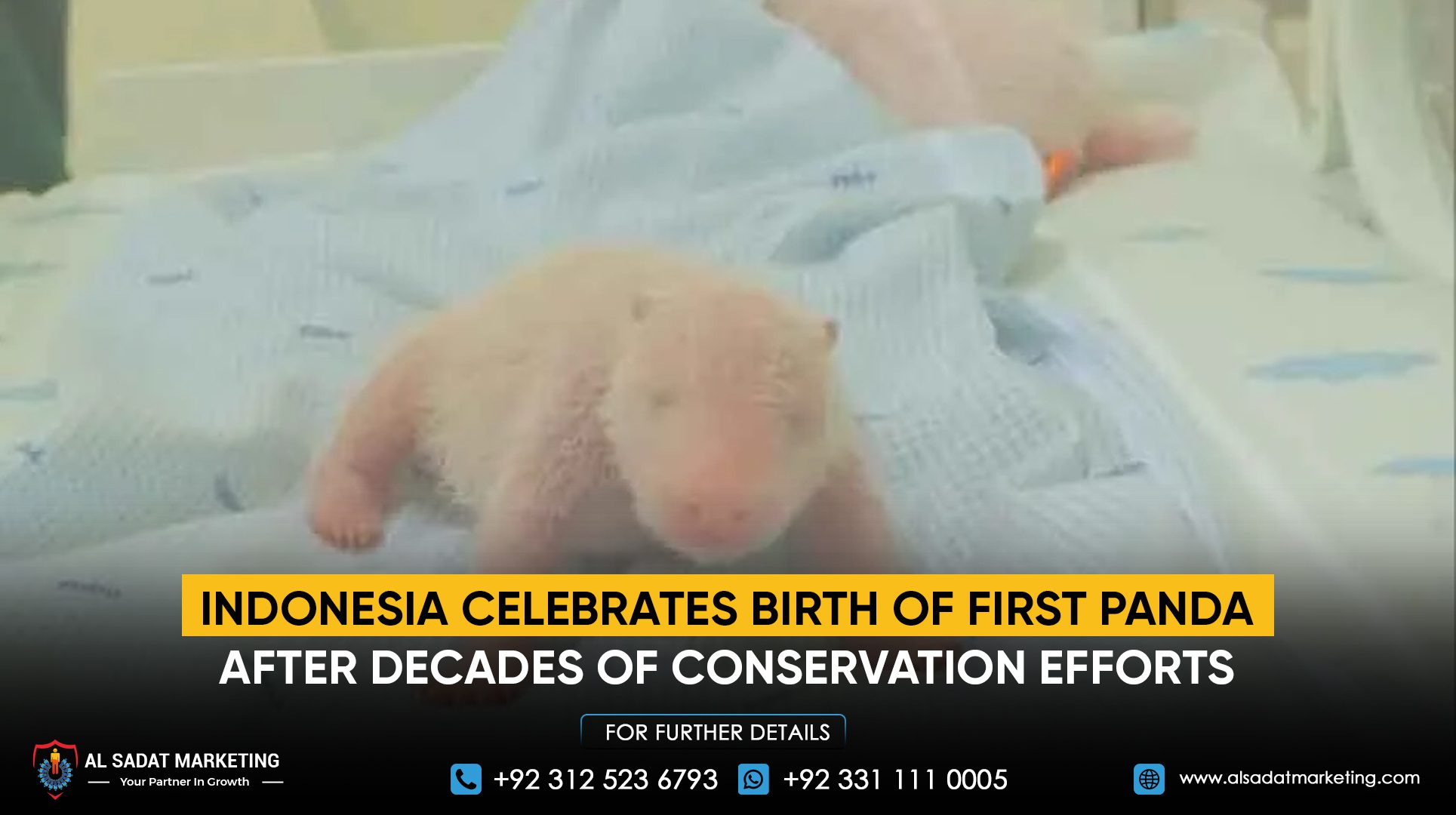 Indonesia celebrates the birth of its first panda after decades of conservation efforts