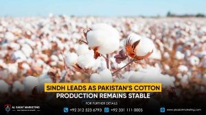 Sindh Leads as Pakistan’s Cotton Production Remains Stable
