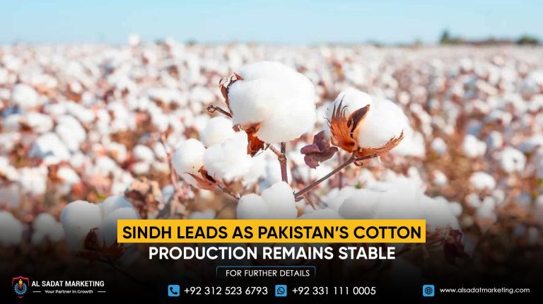 Sindh Leads as Pakistan’s Cotton Production Remains Stable