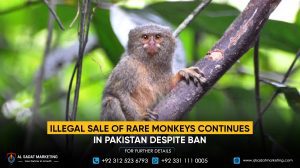 Illegal Sale of Rare Monkeys Continues in Pakistan Despite Ban